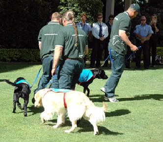 k9_buddies_01007003.jpg